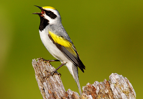 Verrekijker voor Vogelaars