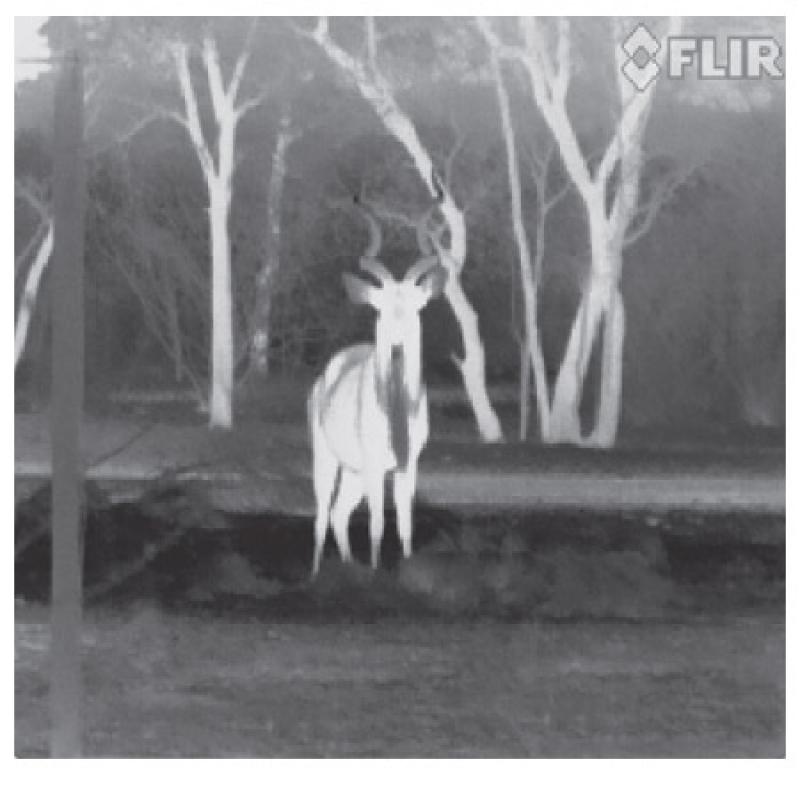 FLIR FLIR Scout III 240 Warmtebeeldcamera